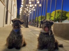 Registro Obligatorio de Mascotas: Buscan Implementarlo en La Paz Registro Obligatorio de Mascotas