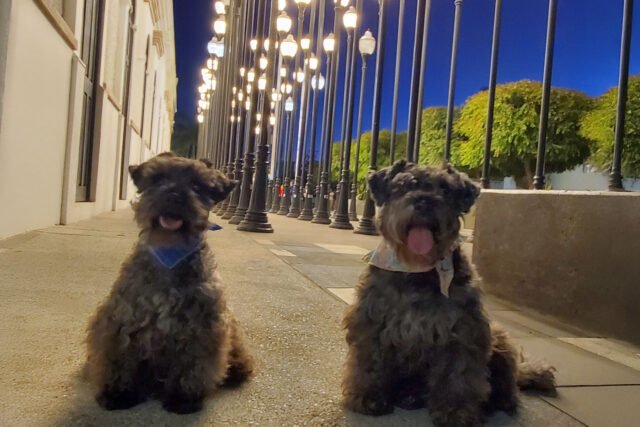 Registro Obligatorio de Mascotas