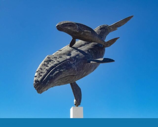 Festival de la Ballena Gris 2026